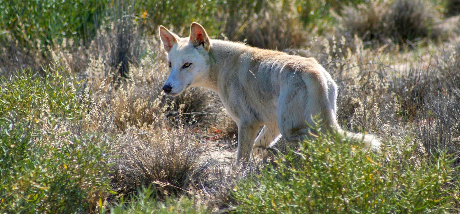 Dingo